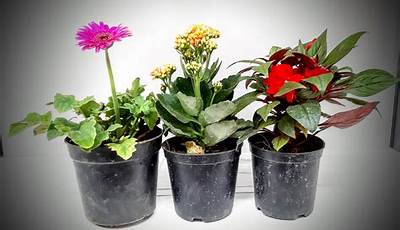 Garden Flower Plants Online Shopping