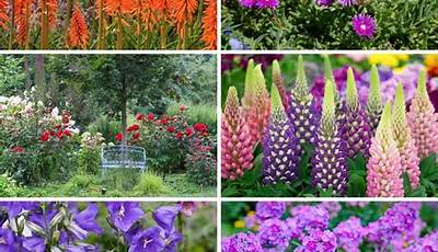 Garden Plants And Flowers Through The Year