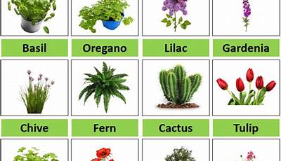 Garden Plants List With Pictures