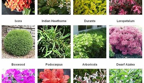 Garden Plants Names And Pictures In India Greencuration Bryophyllum Pinnatum/Patharchatta Plant