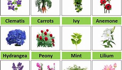 Garden Plants Names And Pictures Pdf