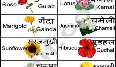 Garden Plants Names In Hindi
