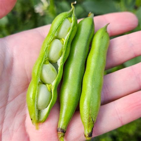 Garden Bean Climate
