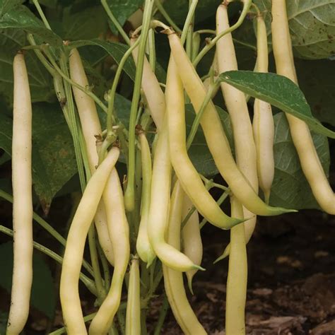Garden Bean Mellow Yellow