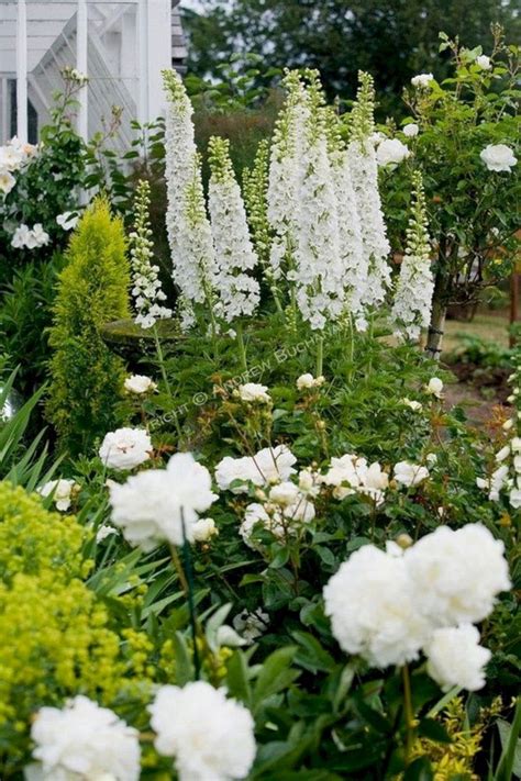 garden design using white stock flower