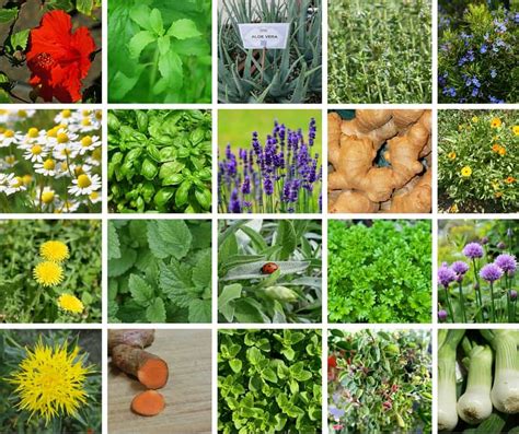 garden growing herbs for medicinal purposes