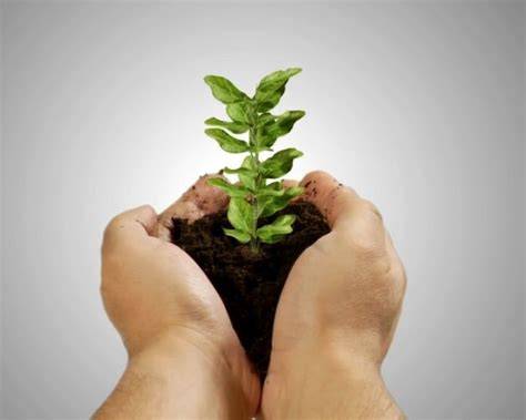garden ideas tips guide tutorial tutorial tutorial tips guide tutorial tips examples guide