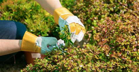 garden maintenance meaning