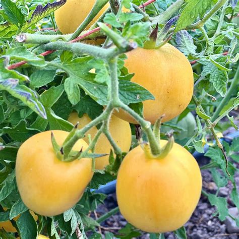 garden peach tomato plant