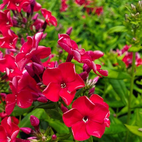 Garden Phlox Red