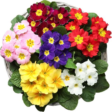 Garden Plants At Amazon