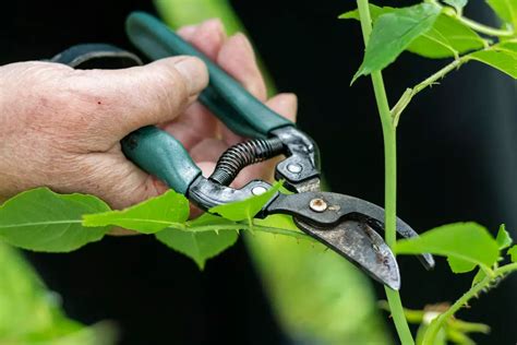 garden pruning