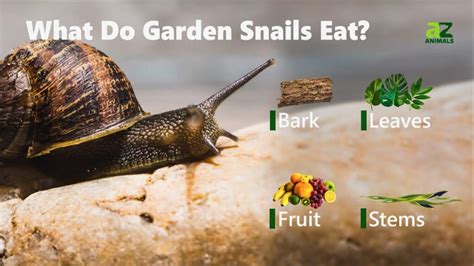 Garden Snails Diet