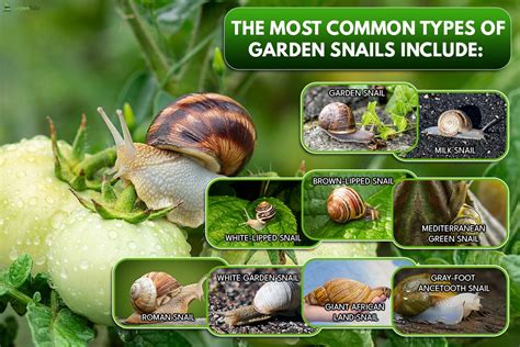 Garden Snails Predators