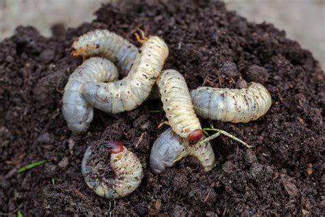 Garden Soil Bugs