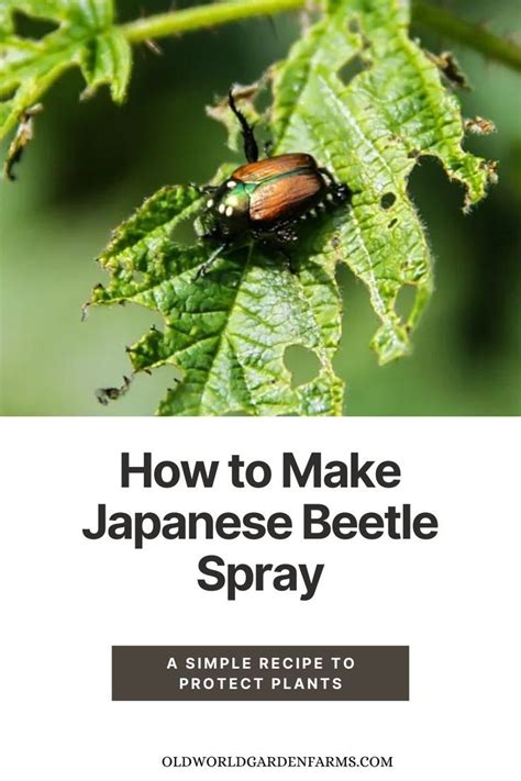 Garden Spray For Japanese Beetles