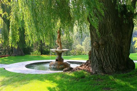 Garden Under Willow Tree