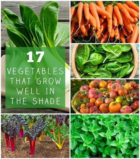 Vegetables You Can Grow in The Shade