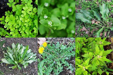 Garden Weed Types