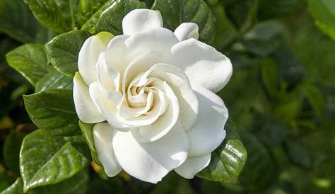 Gardenia Fleur Signification Top Flowers And Plant Picture September 2012