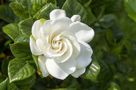 Gardenia Flower Meaning: Symbolism And Significance