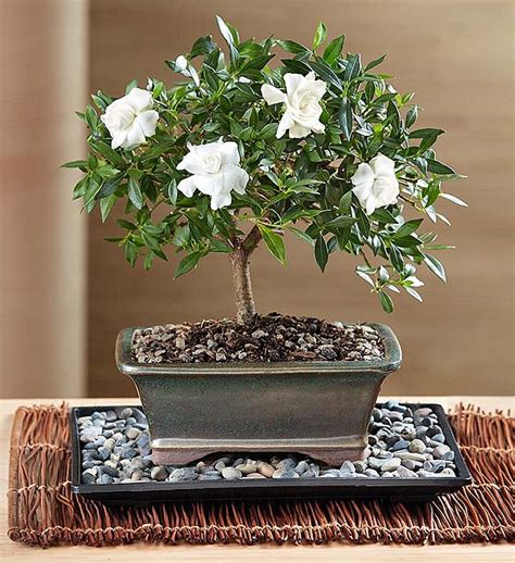 gardenia bonsai tree