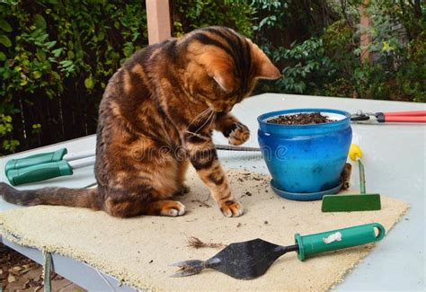 gardening cat