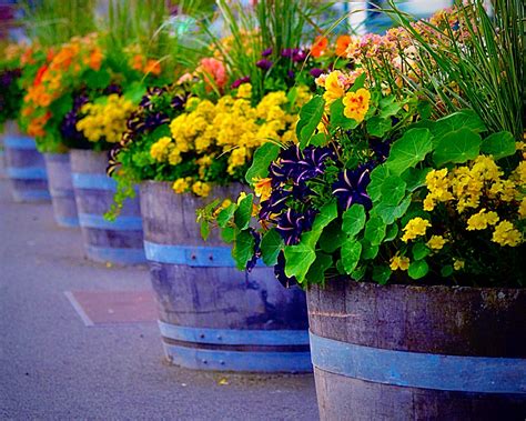 gardening in pots and containers