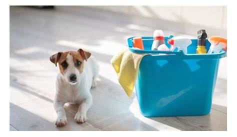 Comment garder une maison propre avec un chien? Envie de