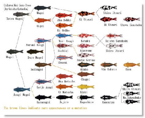 35 Jenis Ikan Koi Paling Populer Ikanesia