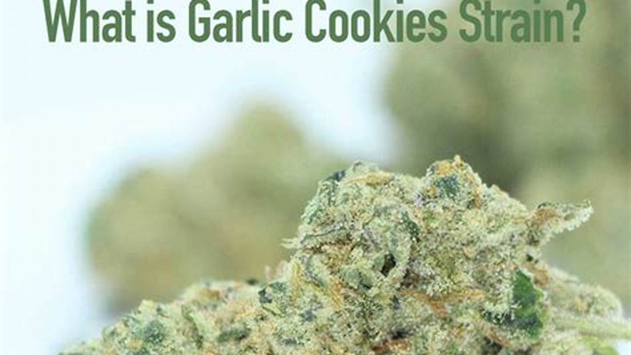 Temukan Rahasia dan Manfaat Dahsyat Garlic Cookies Strain