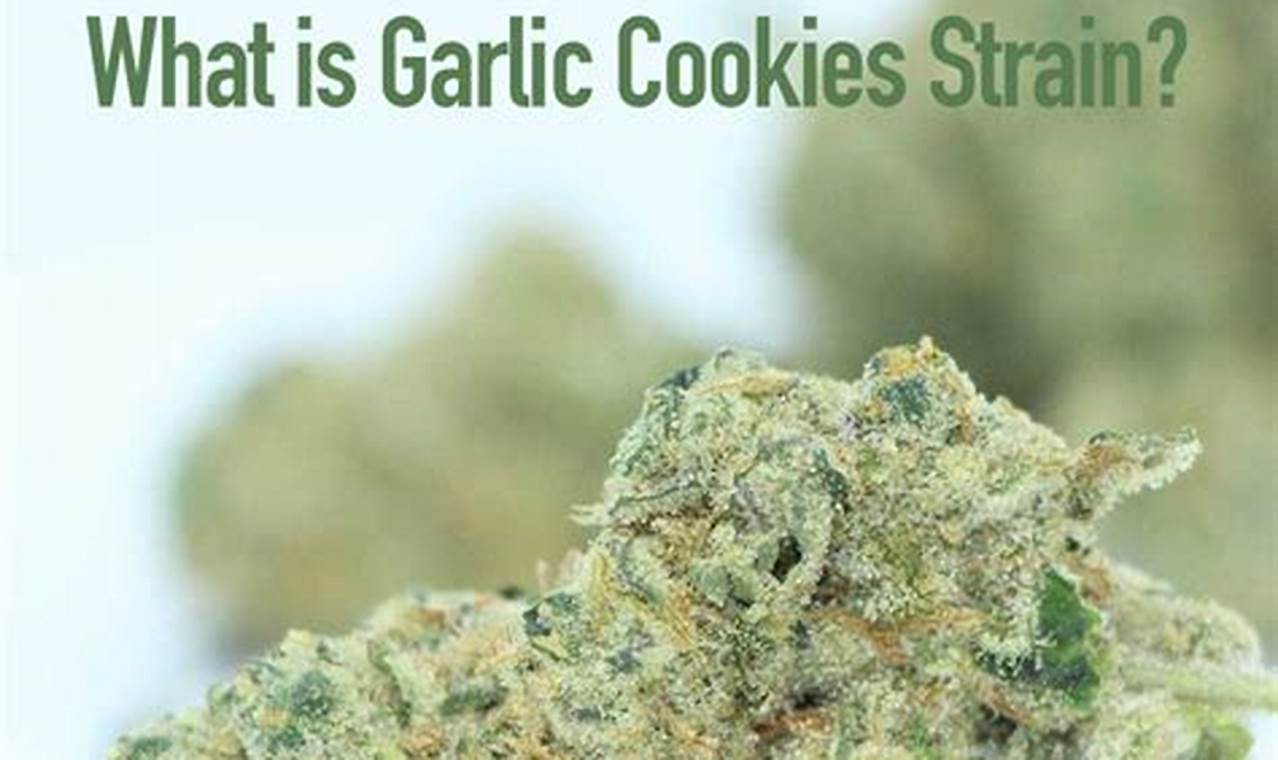 Temukan Rahasia dan Manfaat Dahsyat Garlic Cookies Strain