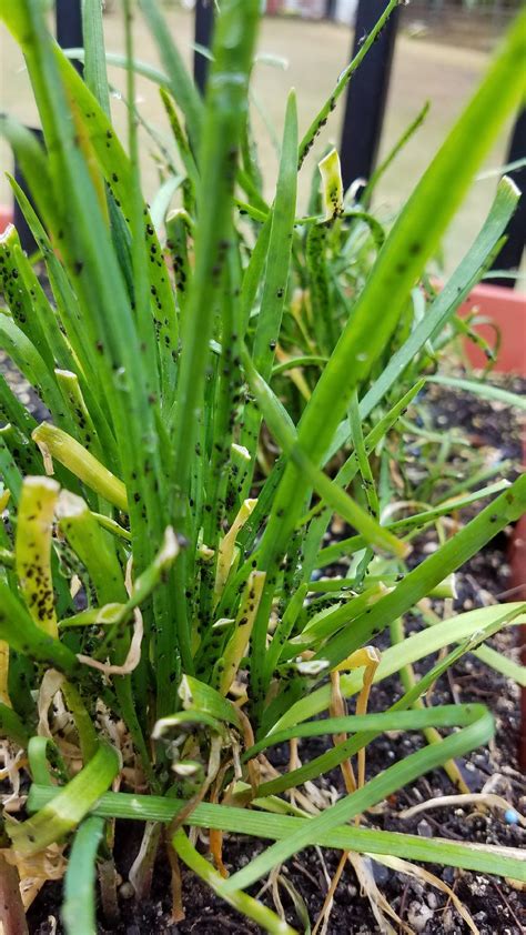 Garlic Chives Aphids