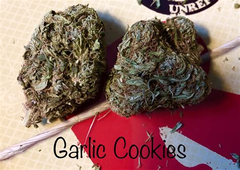 garlic cookies strain allbud