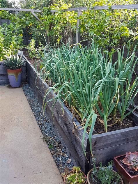 Garlic Grow Bed