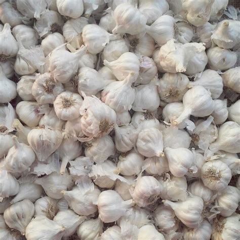 Garlic Hs Code