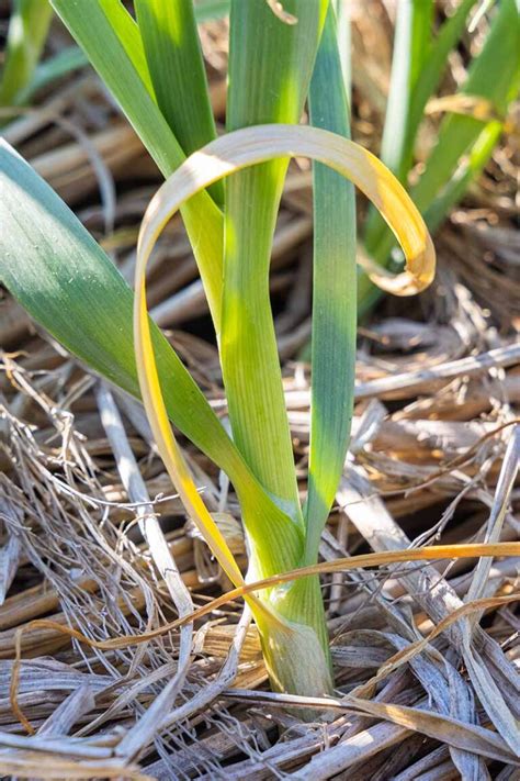 Garlic Leaf Bavarois
