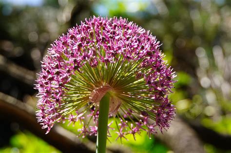 Garlic Looking Flower