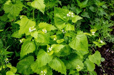 Garlic Mustard Control