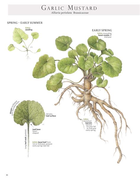 Garlic Mustard Graph