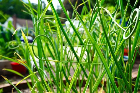 Garlic Scape Descriptions
