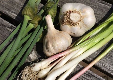 Garlic With Green Stem