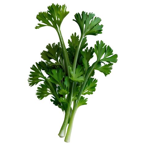Garnish with Cilantro