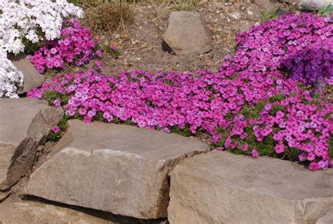 GartenTeppichFlammenblume