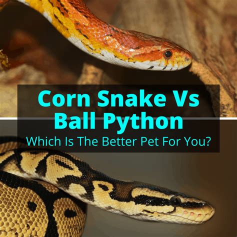 Garter Snake Vs Ball Python