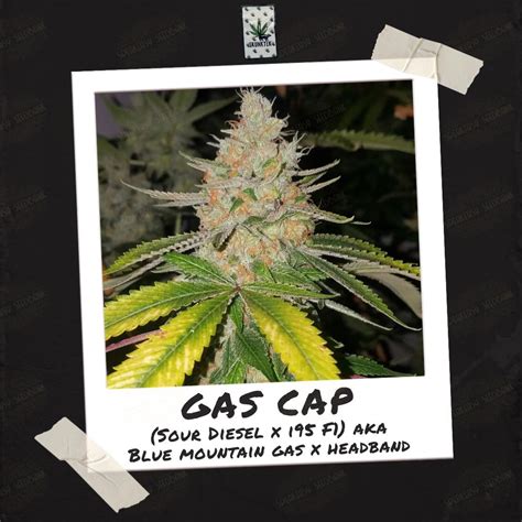 Gas Caps Weed
