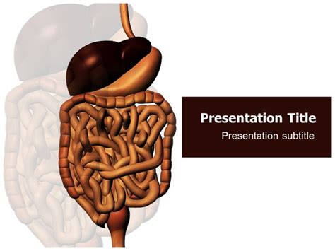Human Stomach PowerPoint Template. This stunning template showing