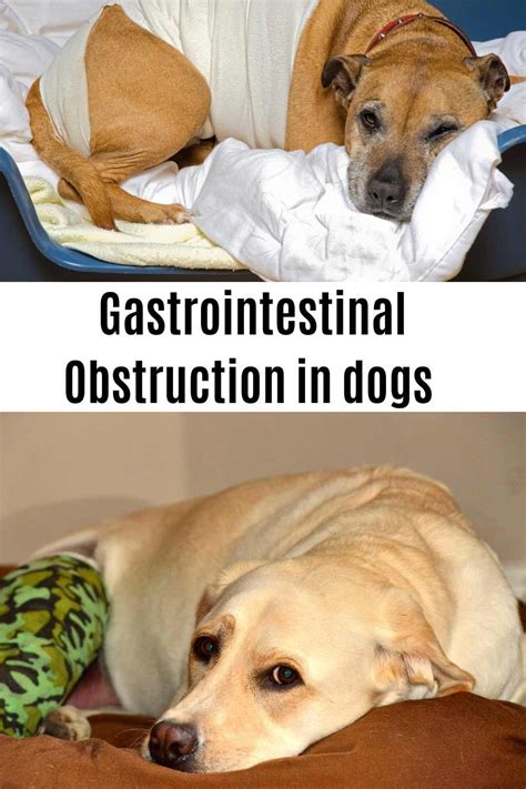 Gastrointestinal Problems In Dog