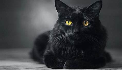 Pin de Alex Desentis O em BLACK | Gatos legais, Gatos bonitos, Gatos