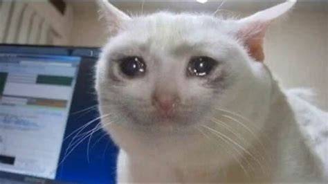 Pin de Amazing Animal Photos em Crying Cat Memes Memes de gatos